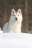 SIBERIAN HUSKY 185